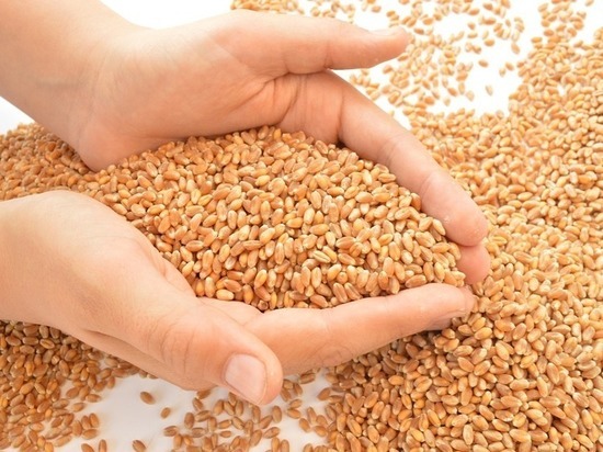 С начала года в Татарстане выявили 18,7 тысячи тонн некачественного зерна