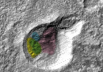 Уфолог Скотт Уоринг, довольно часто сообщающий о тех или иных свидетельствах наличия жизни на Марсе, сообщил, что ему удалось заметить на поверхности Красной планеты четыре портрета инопланетян