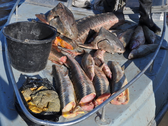 В лодке рыбаков находилось 8 тушек рыб осетровых видов и пакет с черной икрой, вес которой составил более 5 килограмм.