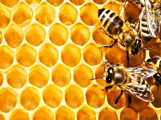 Ярмарка мёда пройдет в Саранске