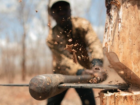 Жителя Новотроицка приговорили к 200 часам обязательных работ за незаконную рубку деревьев