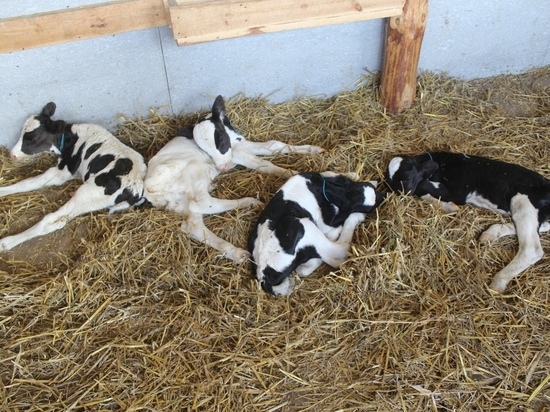 В Татарстане корова Березка за раз родила четырех телят