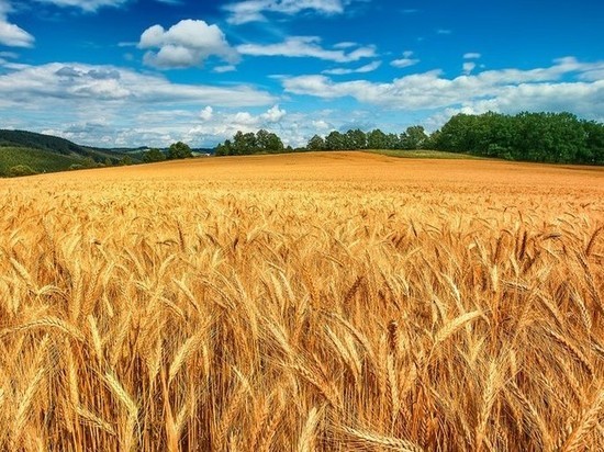 В Калмыкии валовой сбор зерна составляет 357,5 тыс. тонн