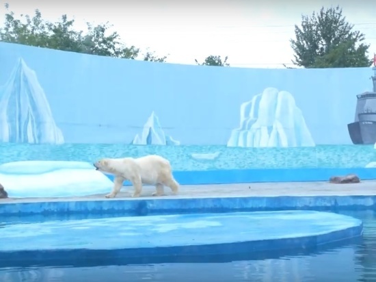 Белый медведь поселился в нижегородском зоопарке «Лимпопо»