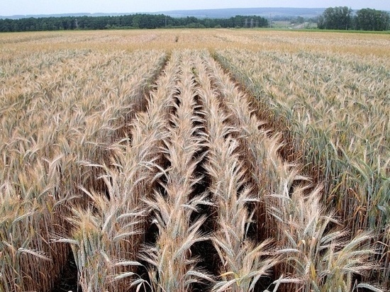 В регионе ведётся работа по селекции озимой пшеницы
