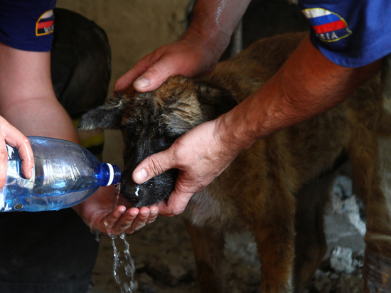 Омские пожарные разломали гараж, чтобы спасти трехмесячного щенка