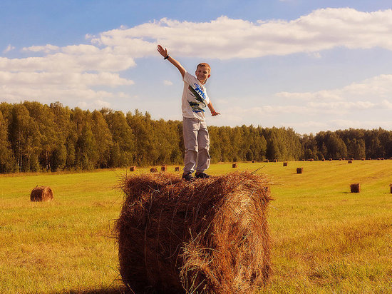В Тверской области для заготовки кормов скосят более 140000 гектаров