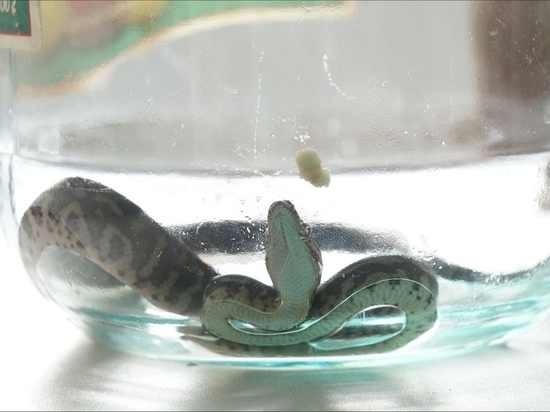 Новосибирцы обнаружили в подъезде жилого дома змею