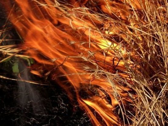 В Оренбурге горела лесополоса на проезде Северном