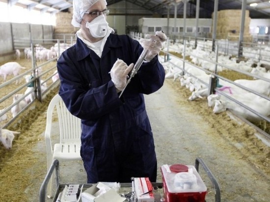 В Оренбуржье на двух животноводческих фермах ввели карантин по бруцеллезу