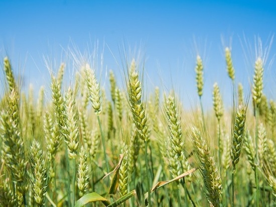 Волгоградская пшеница покоряет Судан и Грецию
