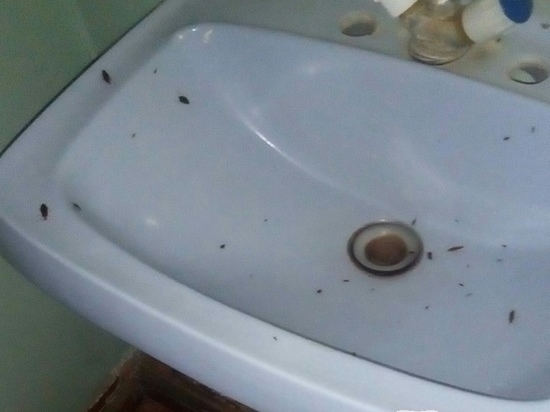 Барнаульцы жалуются на нашествие тараканов в городской больнице