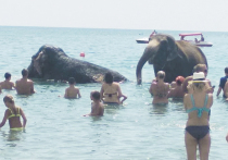 31 июля отпускники, купающиеся на центральном городском пляже Евпатории с изумлением обнаружили в своих рядах