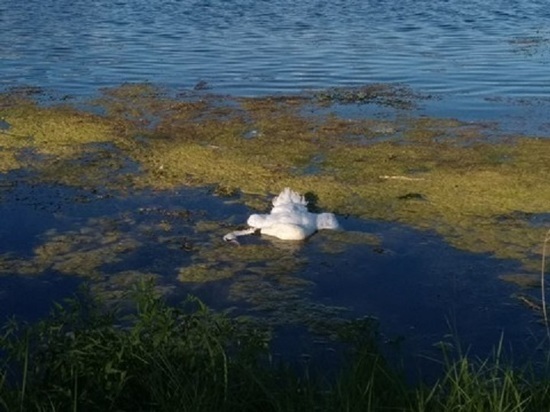 Социальные сети: на казанском озере Средний Кабан умер белый лебедь