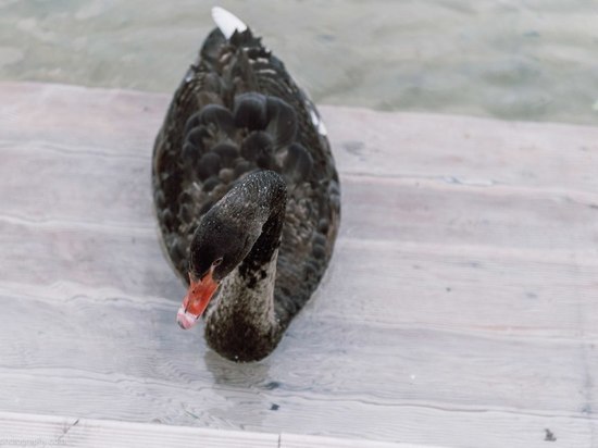 Лебедь Зигфрид после гибели партнерши в казанском парке «Черное озеро» переедет жить в Камское Устье