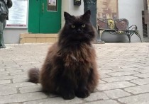 Самый известный кот Москвы по кличке Бегемот был похищен прямо в центре столицы неизвестной женщиной