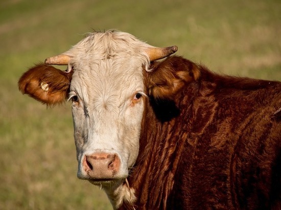 В Татарстане бык убил 69-летнего хозяина