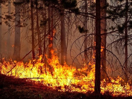 Столько раз лес горел только за последнюю неделю – выгорело около пяти гектаров хвойной тайги