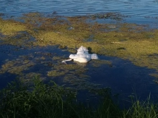 Прошлым вечером в Казани на набережной озера Нижний Кабан устроили траур по погибшему белому лебедю