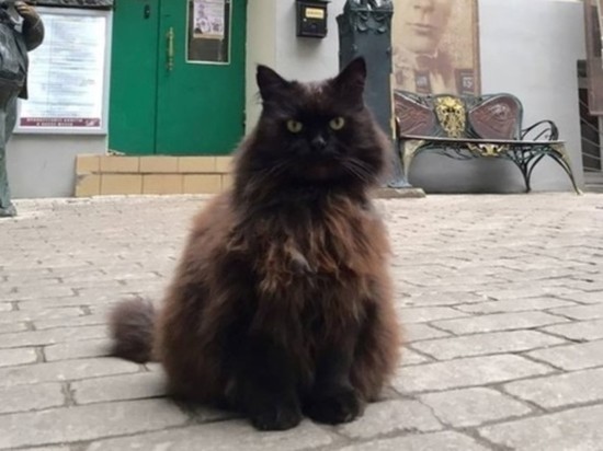 Найден похищенный кот Бегемот из "Булгаковского дома"