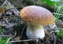 Почти целый месяц с середины июня в Московском регионе в основном стояла сухая погода, неблагоприятная для произрастания основных видов съедобных грибов