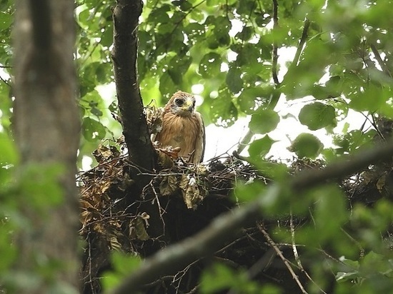 У орлов-карликов в Воронежском заповеднике вывелись двое птенцов