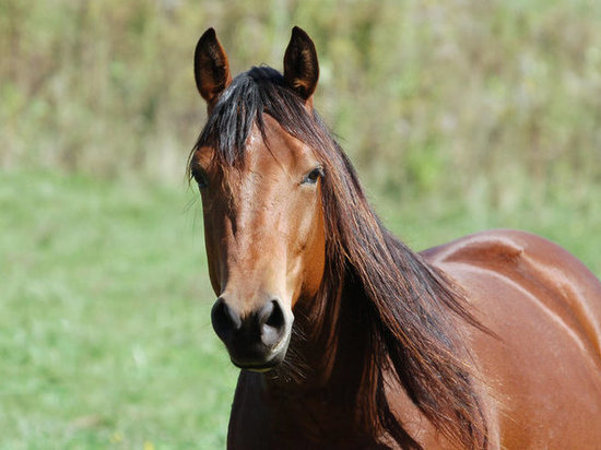  В Александровском районе лошадь пробила голову пенсионеру