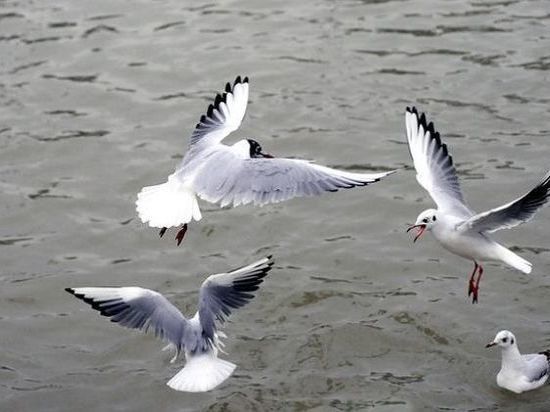 Стали известны причины гибели птиц в Якутии