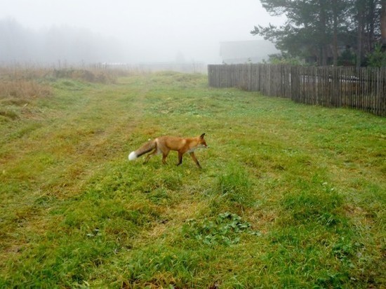 Жители Воловского района жалуются на нашествие лис