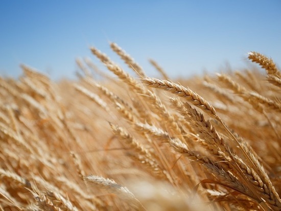 Мировая засуха привела к взлету цен на волгоградское зерно