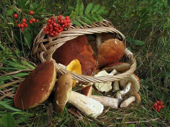 В Оренбуржье пять человек отравились грибами и ягодами