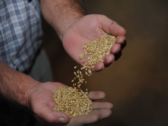 В Волгоградской области обнаружили 1800 тонн опасной пшеницы