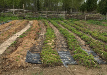 В июле жителей округа, интересующихся темой экономики и производства, удивила неожиданная новость: в Югре ведется плантационное выращивание северных ягод