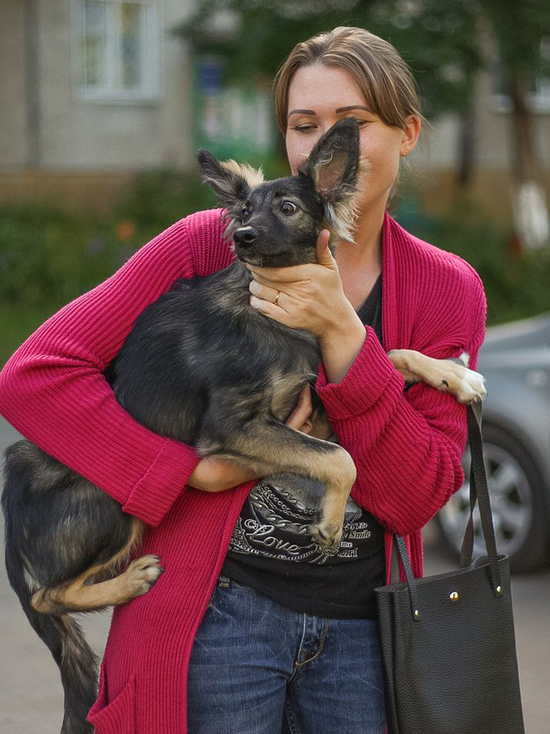У нашумевшей истории об избиении собак в Кемерове оказался счастливый финал