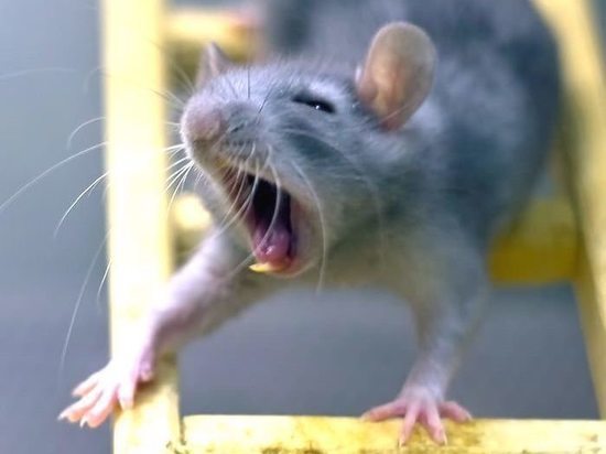 Крысы из тульского магазина терроризируют округу