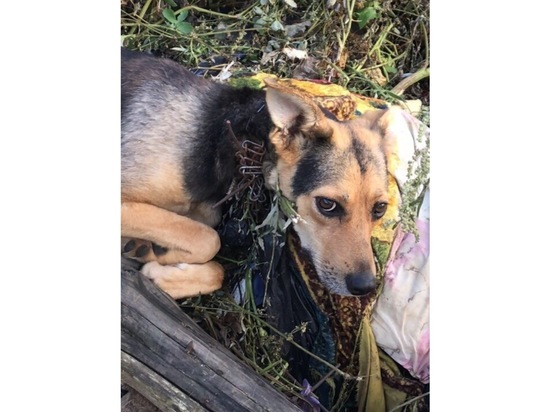 Протвинским волонтерам срочно нужна помощь для спасения бездомных собак
