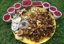 После долгожданных дождей в начале августа установилась сухая и теплая погода, что положительно повлияло на ассортимент и количество съедобных грибов в подмосковных лесах