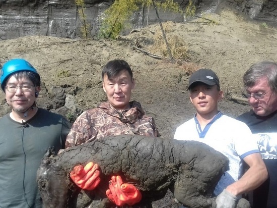 В Якутии нашли замороженного жеребенка ископаемой лошади