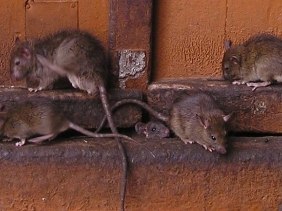 Крысы атакуют жителей Правобережья в Калуге