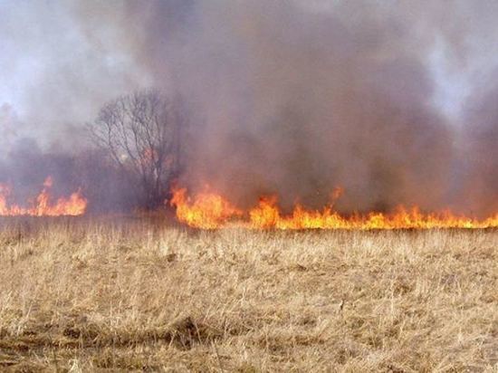 В Тульской области выгорел гектар посевов