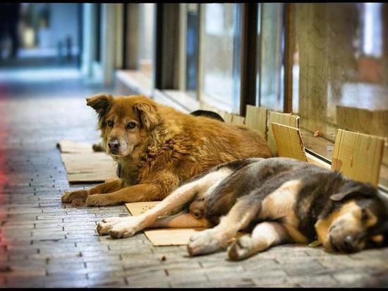 В Новомосковске некому ловить бездомных собак