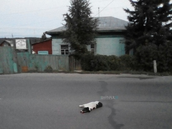 В Барнауле водитель сбил собаку и уехал с места ДТП