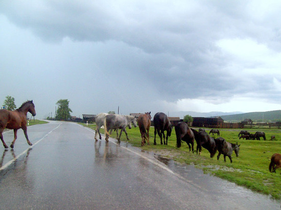 В астраханском селе Караульное напомнили об ответственности за бесконтрольный выгул домашнего скота
