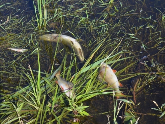 Суровые куряне купаются в терпящей экологическое бедствие реке