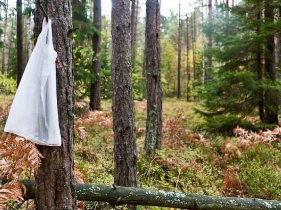 В Тверской области вторые сутки в лесу блуждает 82-летняя бабушка