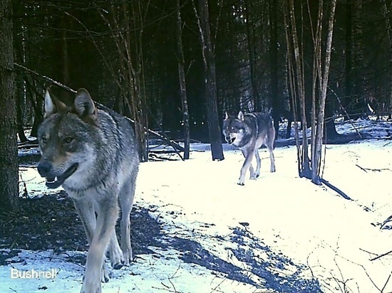 Волки в калужском заповеднике вынуждены питаться бобрами