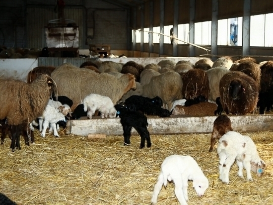 Должник из Волгоградской области расплатится двухтысячным стадом овец