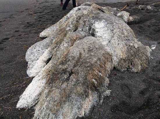 Загадочный монстр обнаружен на Камчатке