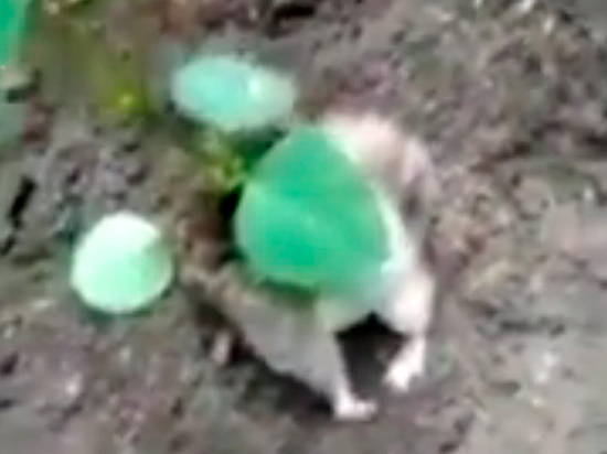 Из спины живой крысы выросла соя: опубликовано жутковатое видео