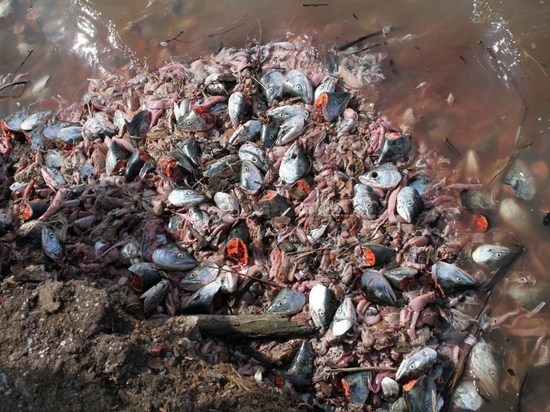 Незаконную свалку рыбных отходов обнаружили в Кемерове